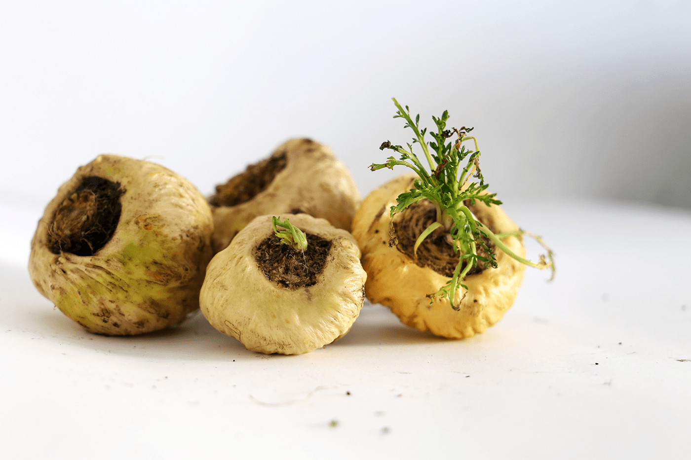 Maca Peruana